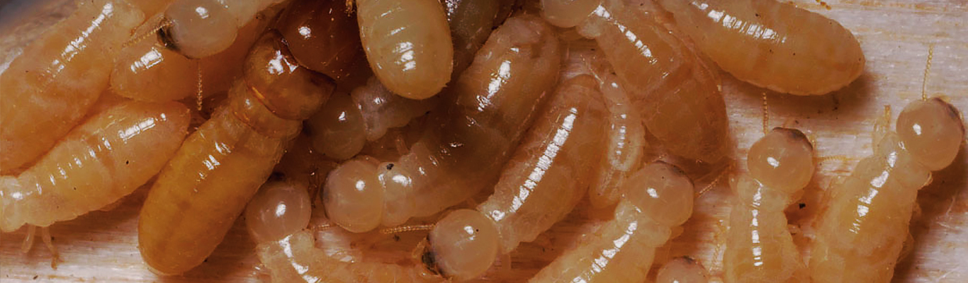termite larvae vs maggots